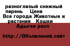 разноглазый снежный парень. › Цена ­ 10 000 - Все города Животные и растения » Кошки   . Адыгея респ.